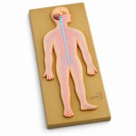 Human Nervous System Model